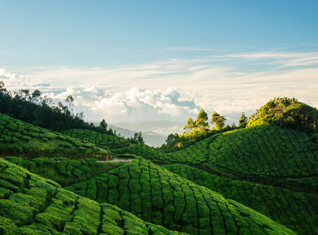 Munnar tea estate tour from Trivandrum