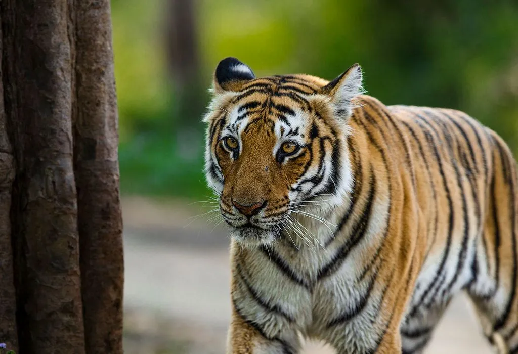 Jim Corbett