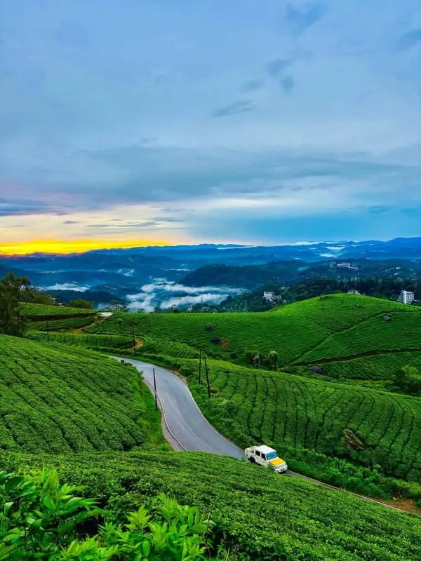 Munnar tea gardens
