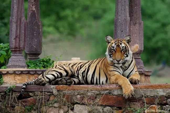 Ranthambore Tiger Safari