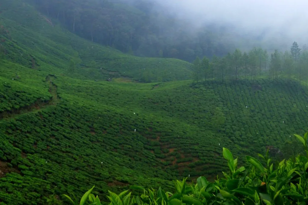 Misty Western Ghats