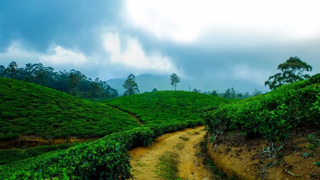Coorg coffee estate