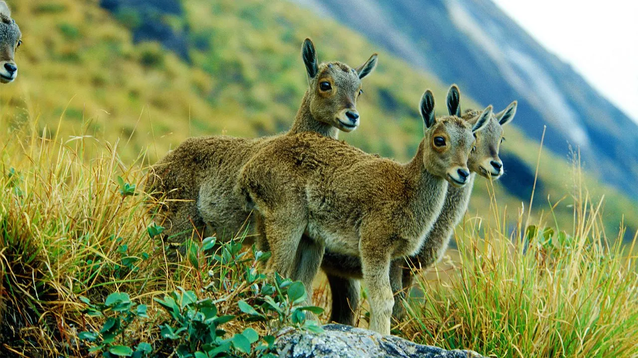 Eravikulam National Park