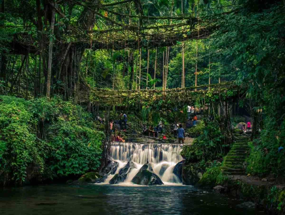 Living root bridge