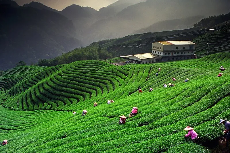 Darjeeling Tea Gardens