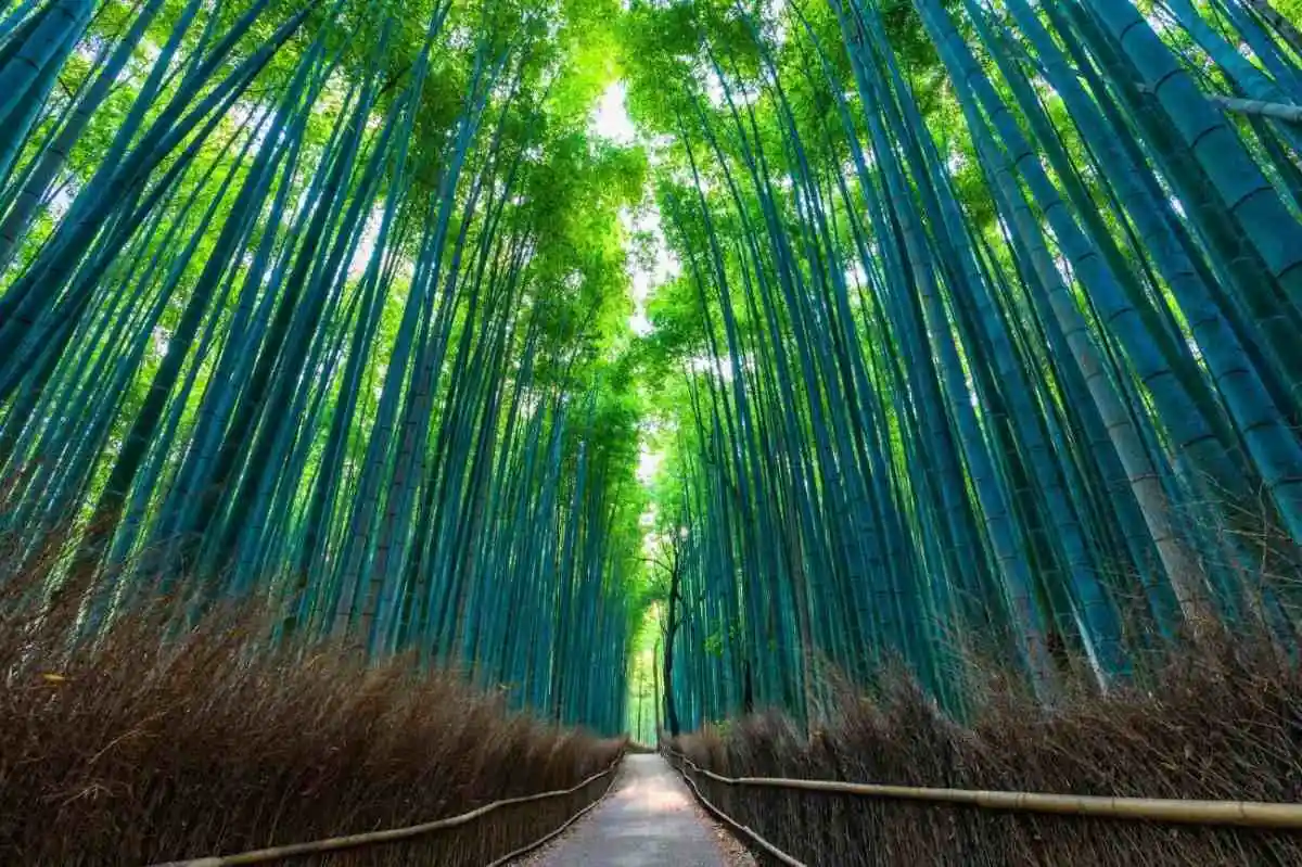 Bamboo grove