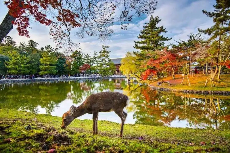 Nara deer