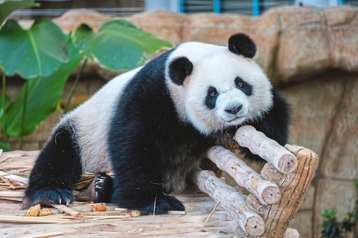 Giant Panda Zoo Negara