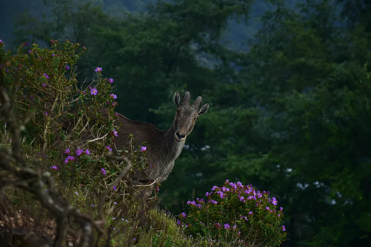 Eravikulam National Park