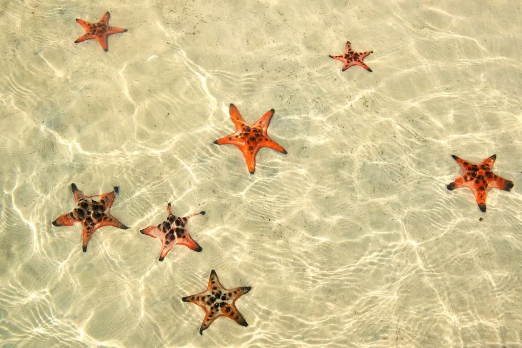 Starfish Beach